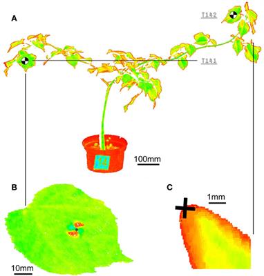 Quantification of Circadian Movement of Small-Leaved Lime (Tilia cordata Mill.) Saplings With Short Interval Terrestrial Laser Scanning